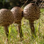 Parasol Trio