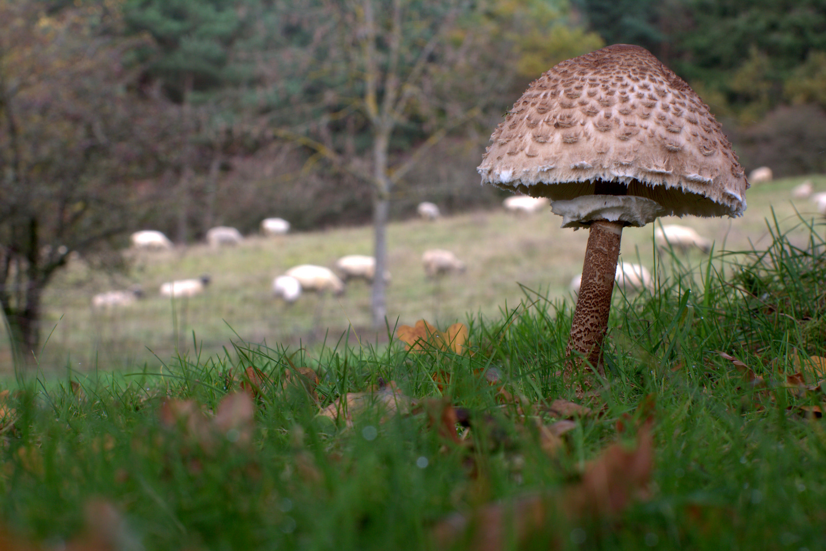 Parasol und die Schafe