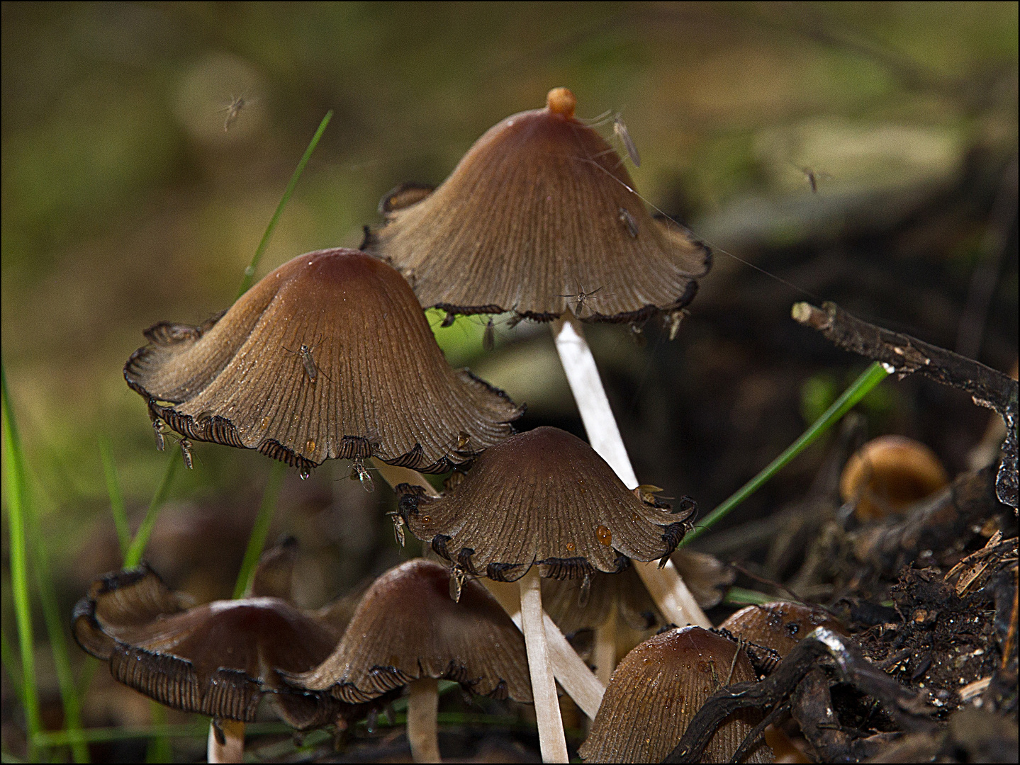 Parasola auricoma 