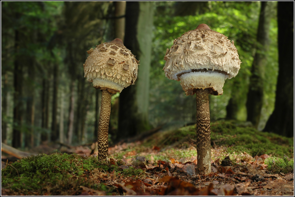 Parasole im letzten Sommerlicht