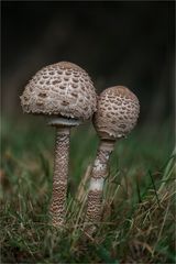 Parasole  (Macrolepiota procera)