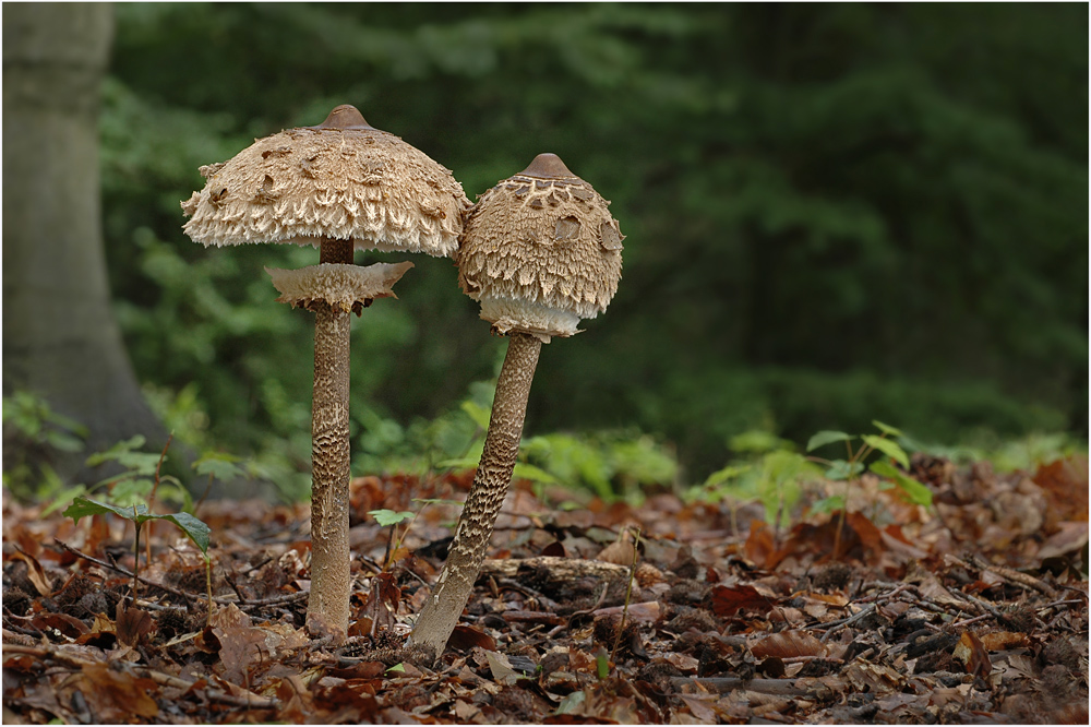 Parasole.....mal nicht in Nachbars Garten