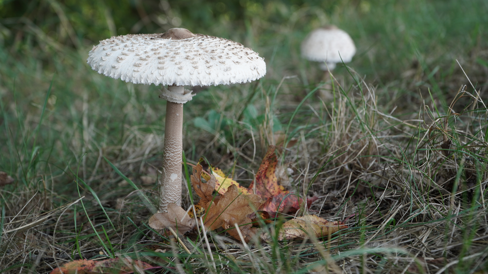 Parasolpilz am Wegesrand