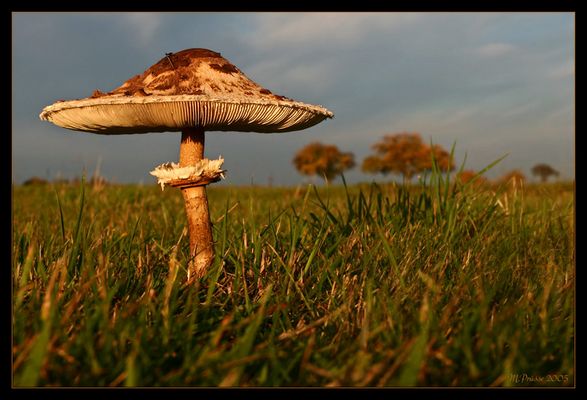 Parasolpilz im Abendlicht