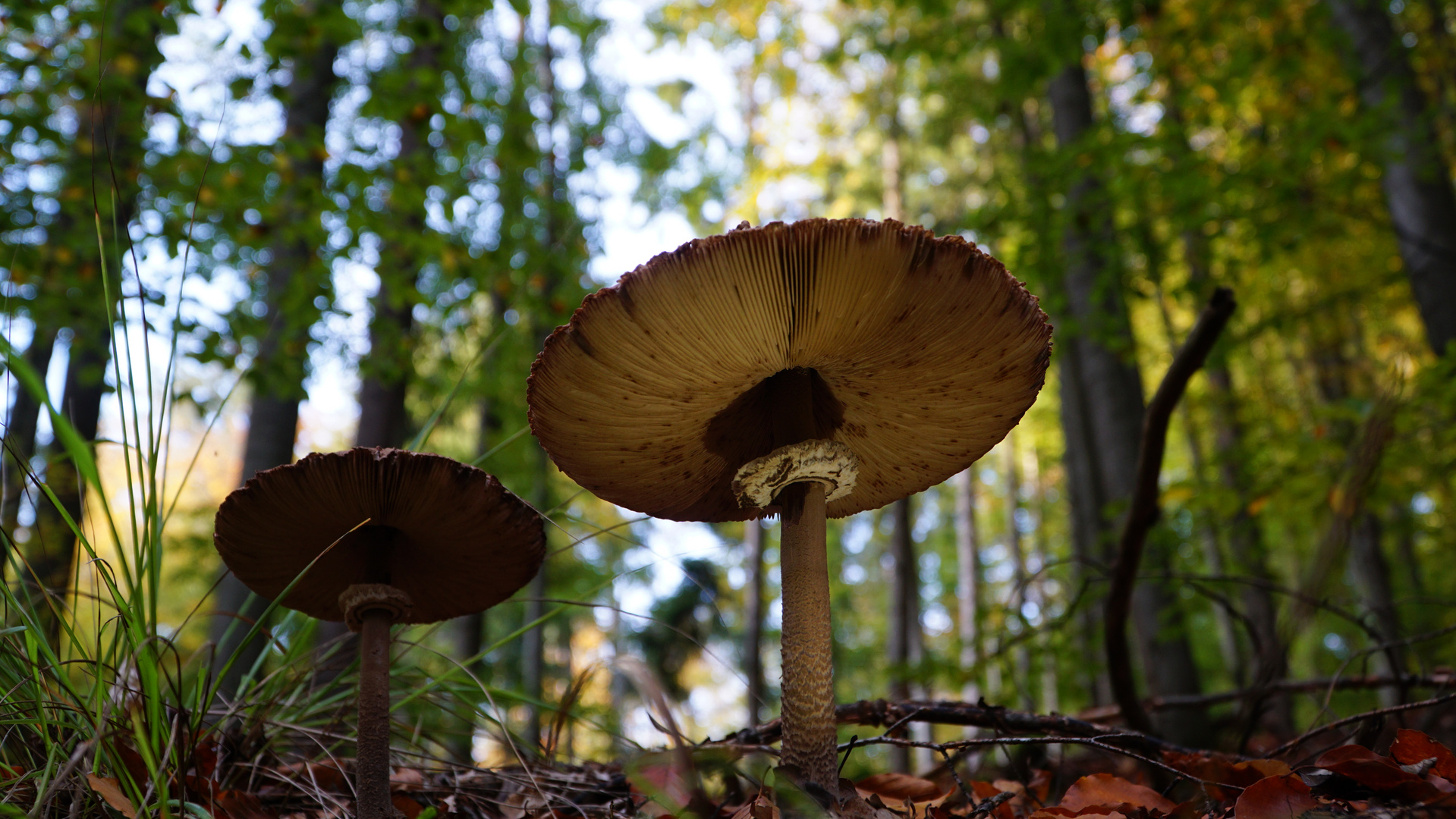 Parasolpilz im Herbst