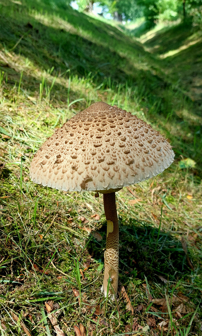 Parasolpilz im wald