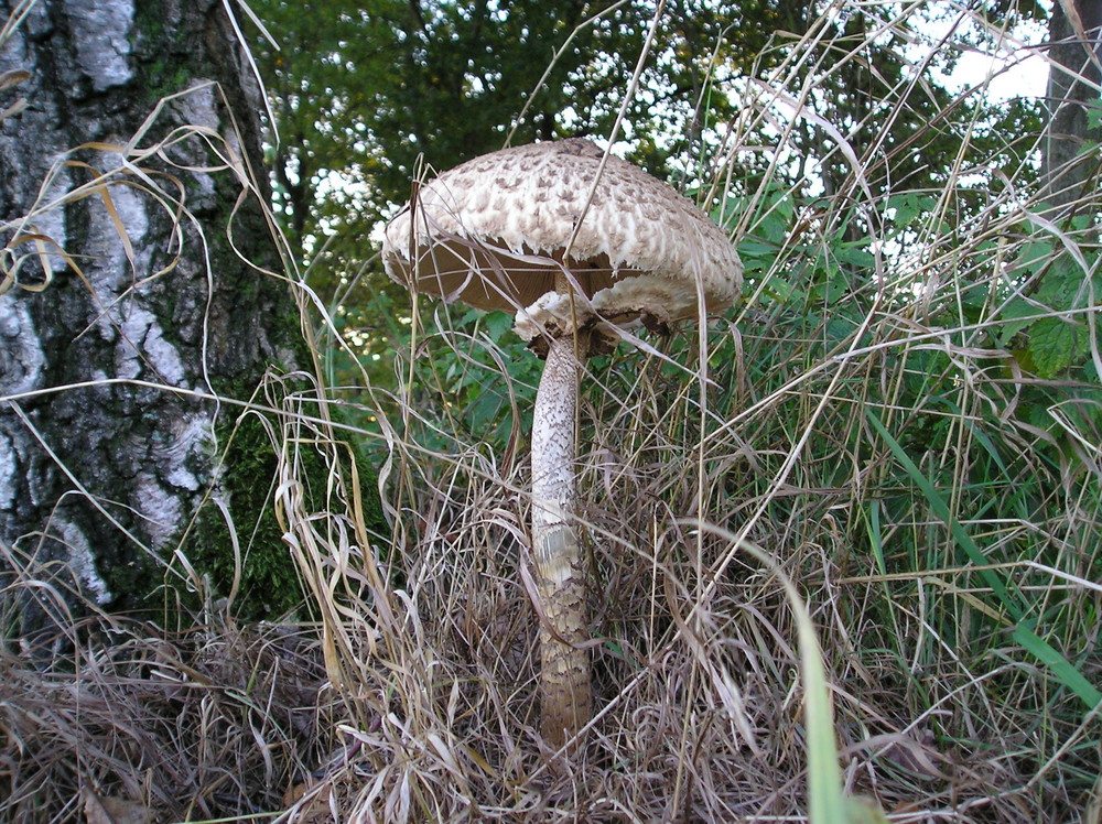 parasolpilz in sudhagen