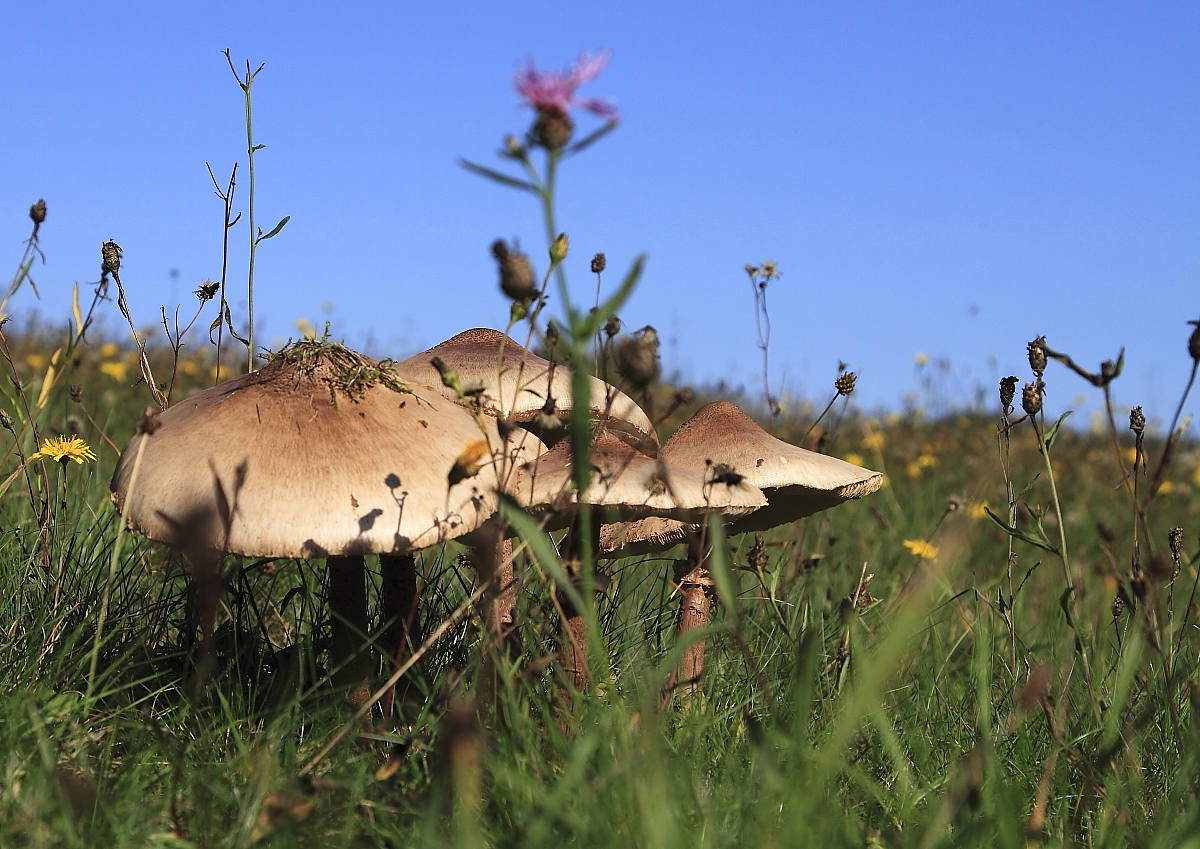  Parasolpilz (Macrolepiota procera)