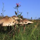  Parasolpilz (Macrolepiota procera)