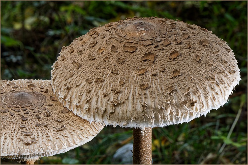 Parasolpilze in der Draufsicht Foto &amp; Bild | natur, nahaufnahme ...