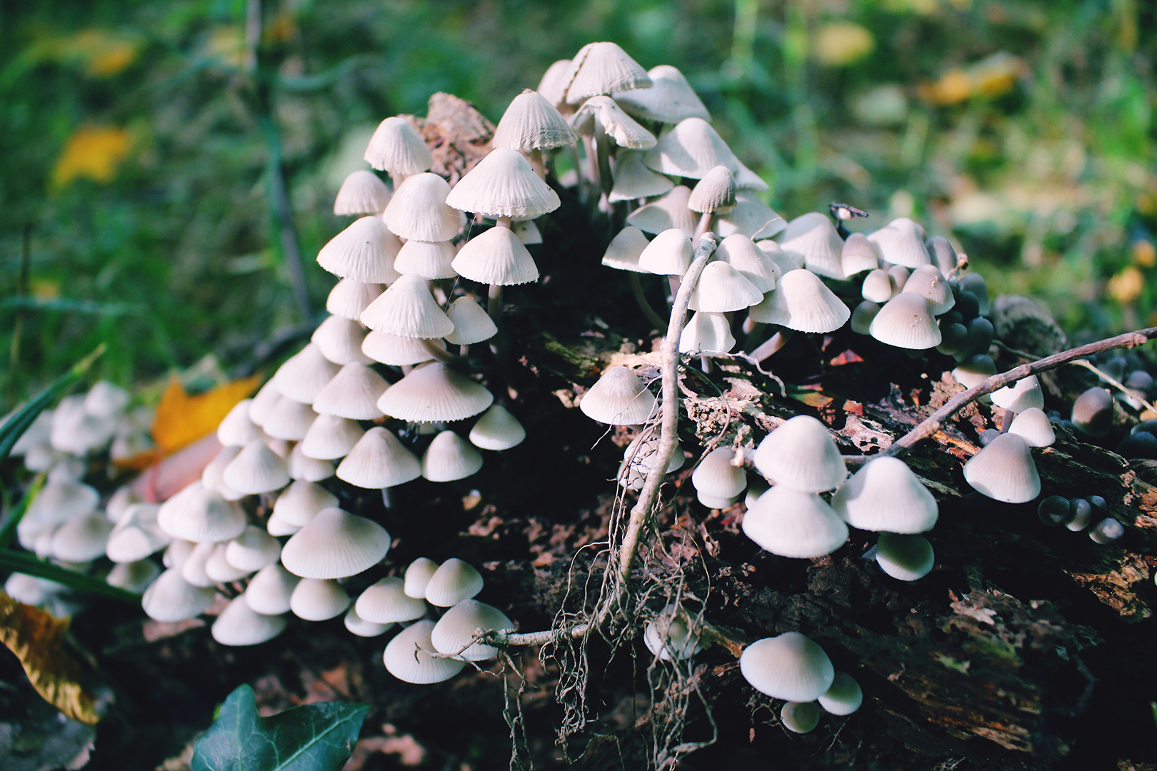 Parasols