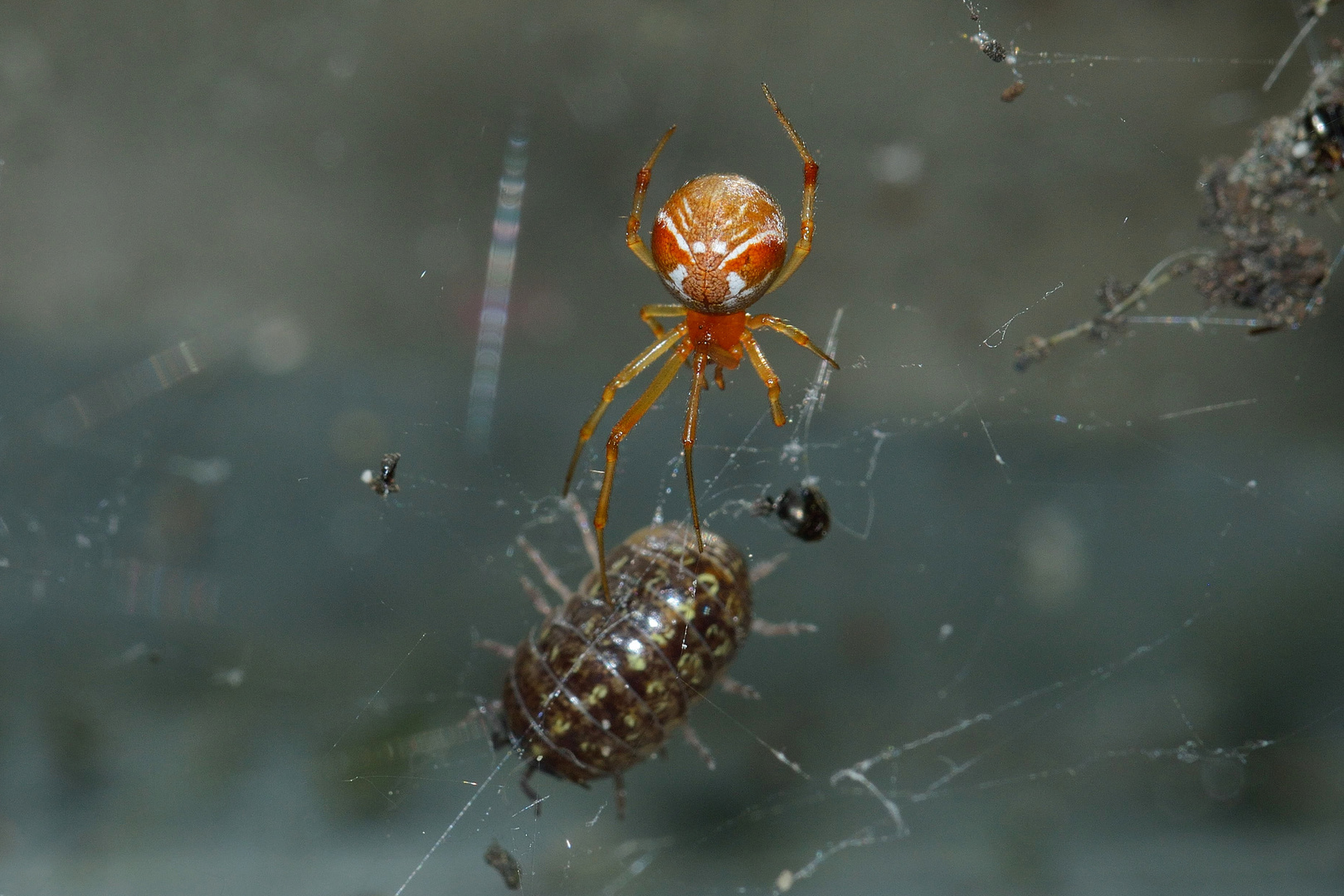 Parasteatoda lunata, Mondspinne 