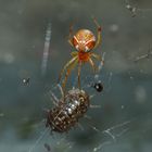 Parasteatoda lunata, Mondspinne 