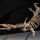 + + +  Parasuchus  + + +