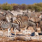 Parata delle zebre / Streifenparade