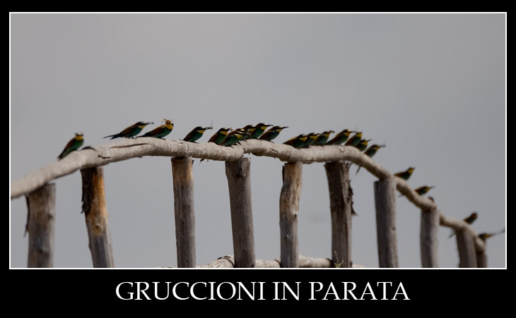 Parata di Gruccioni