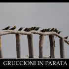 Parata di Gruccioni