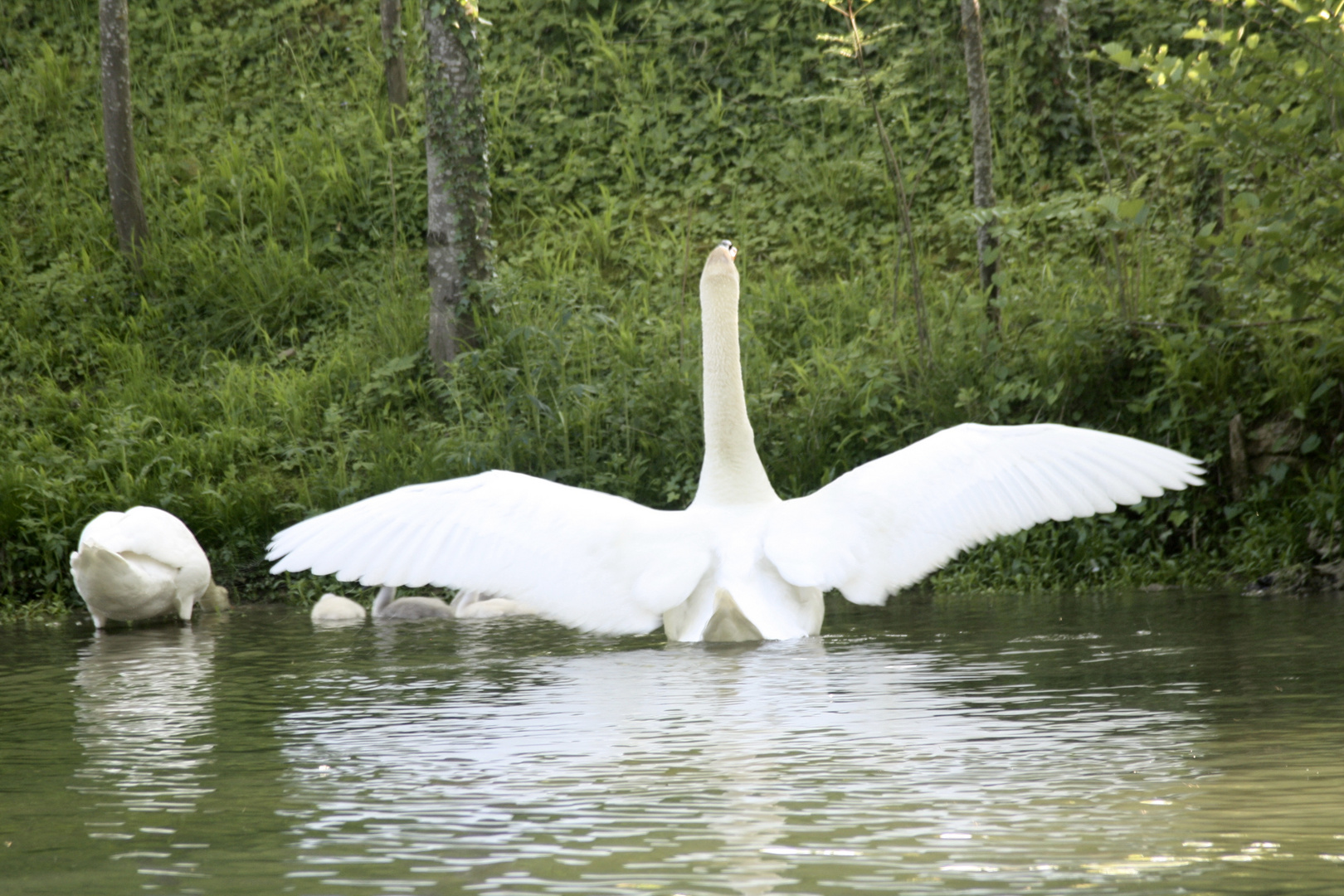 paravent pour la toilette