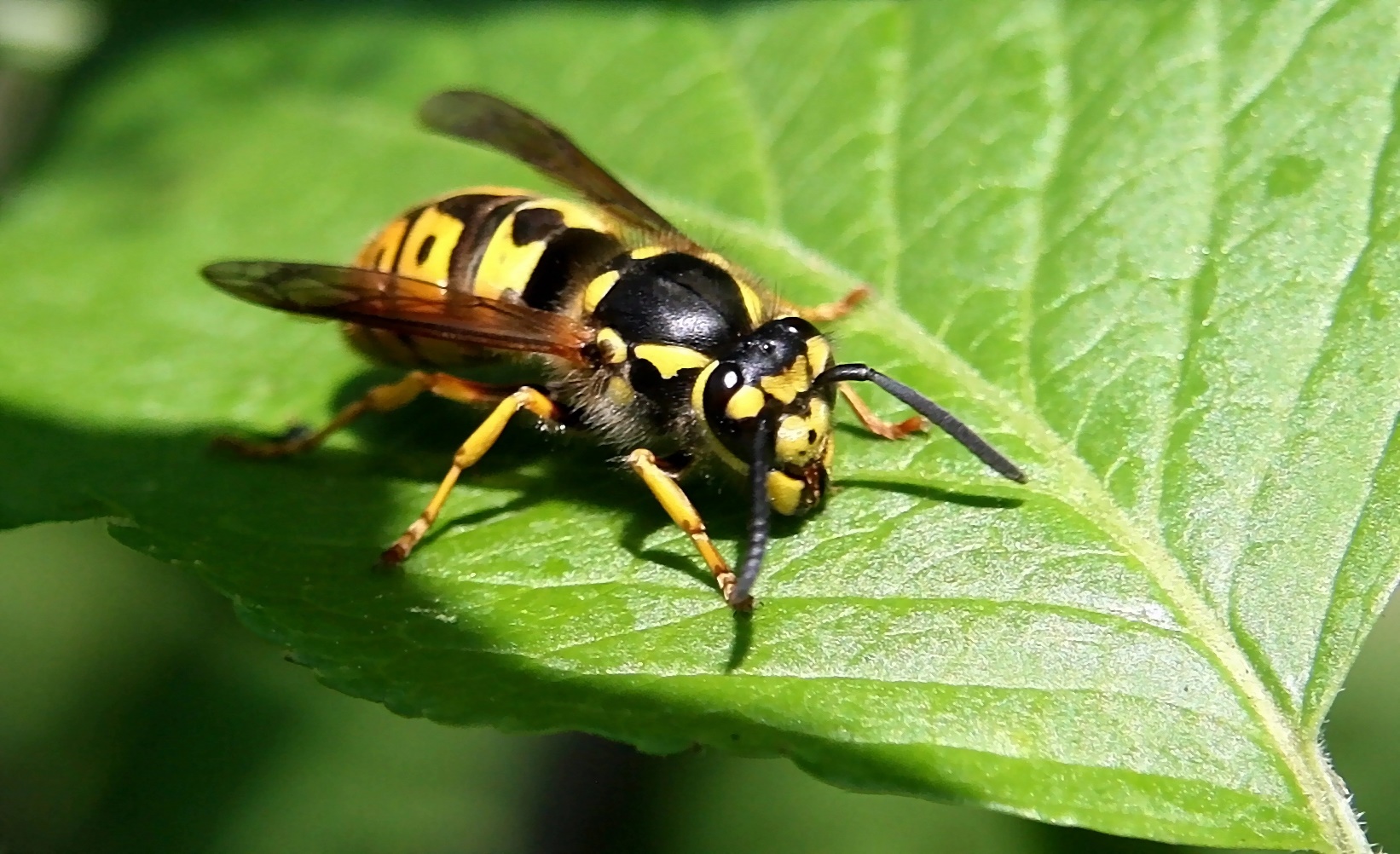 Paravespula germanica