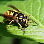 Paravespula germanica