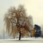 Parc à Bodman/  Salix alba