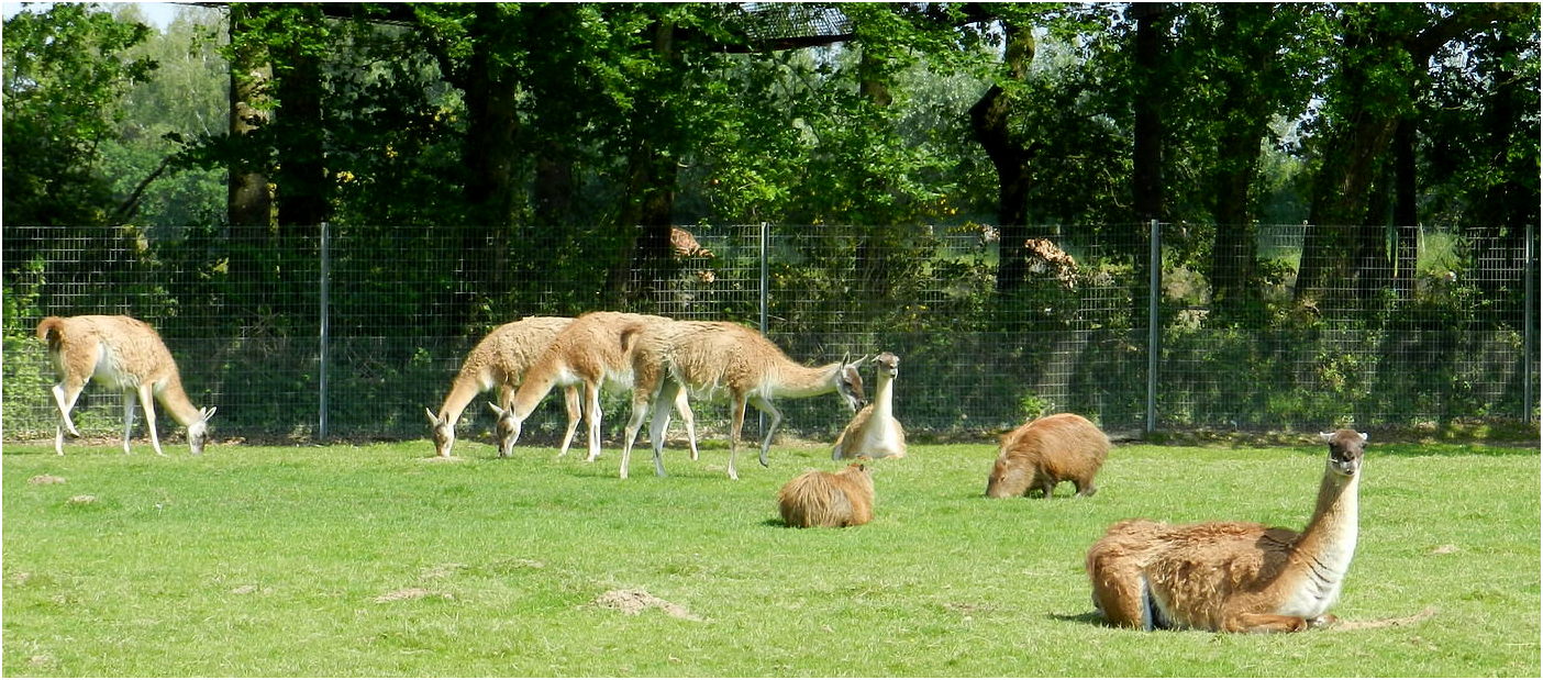 parc animalier