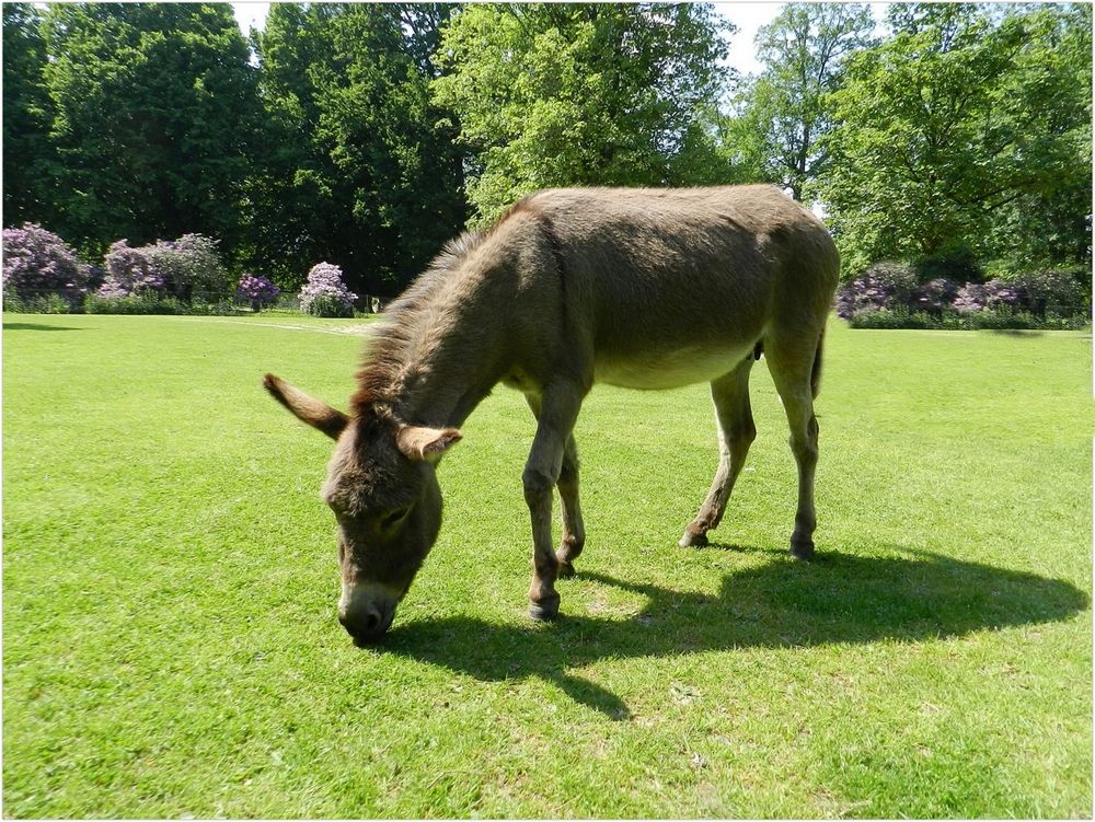 parc animalier de branféré