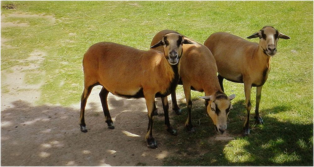 parc animalier de branféré