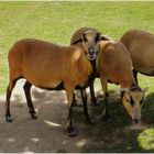 parc animalier de branféré