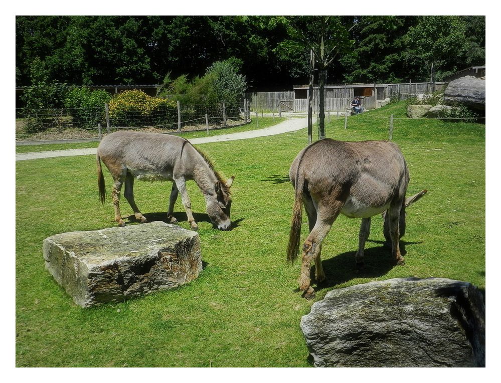 parc animalier de branféré