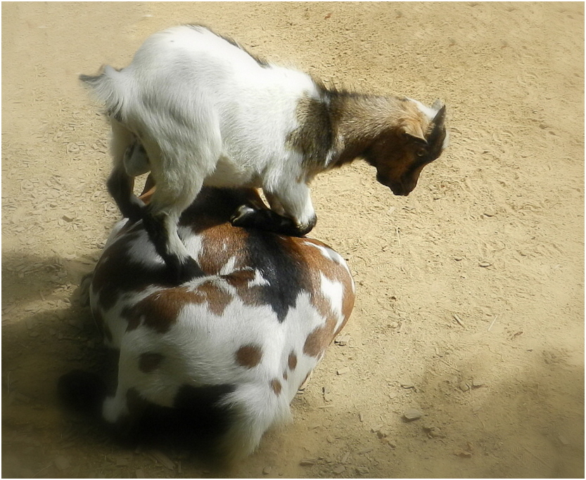 parc animalier de champrépus