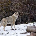 Parc animalier des Loups du Gévaudan