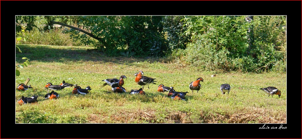 Parc aux oiseaux