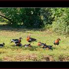 Parc aux oiseaux