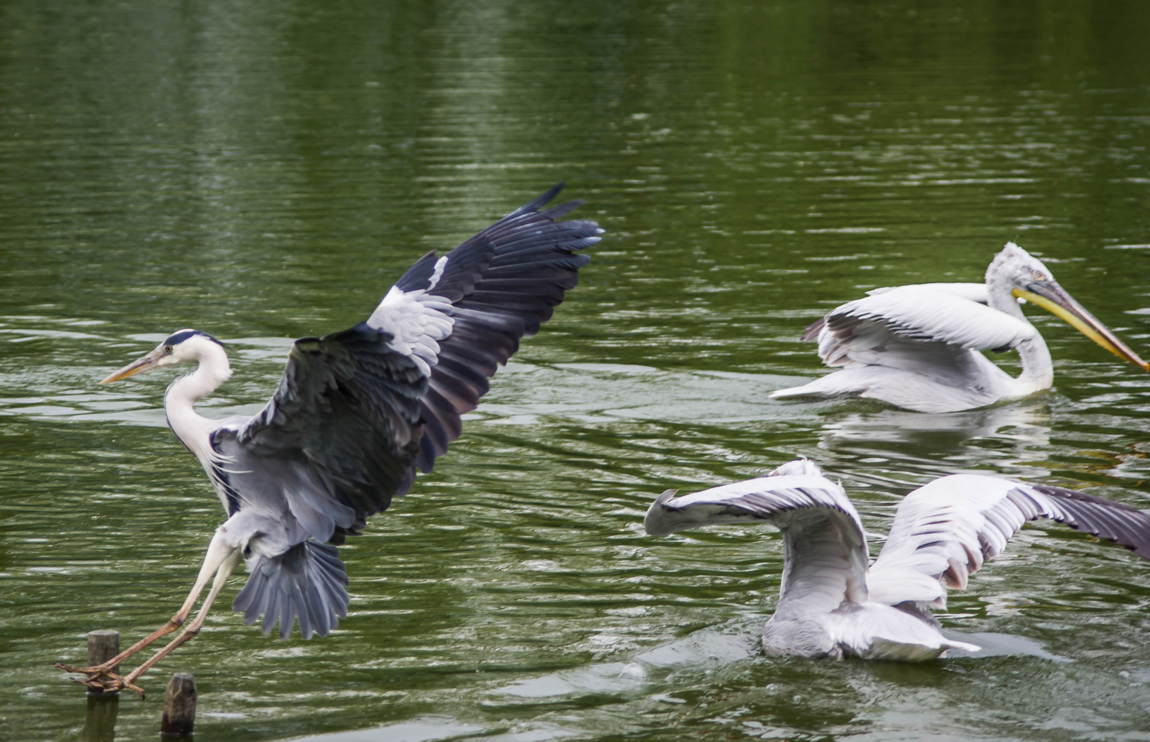 parc aux oiseaux - Villars les Dombes