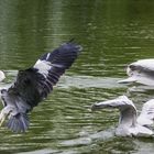 parc aux oiseaux - Villars les Dombes