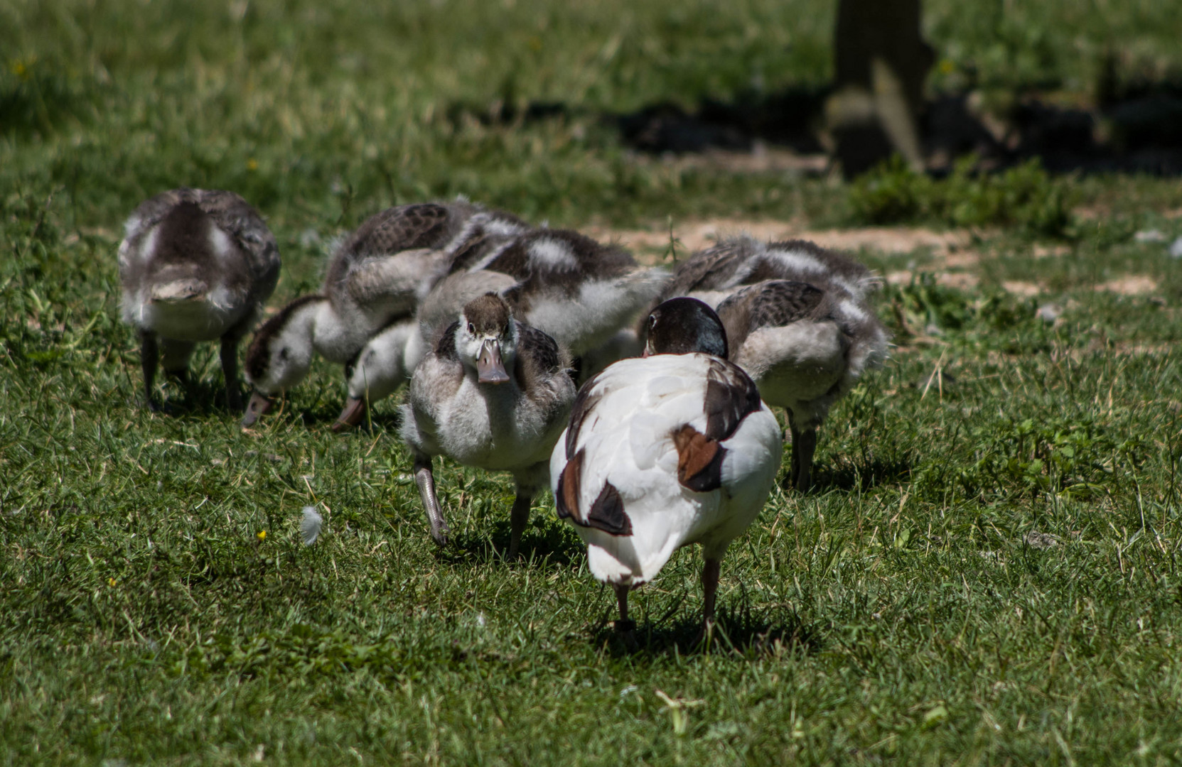 Parc aux oiseaux - Villars les Dombes