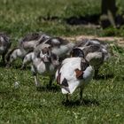 Parc aux oiseaux - Villars les Dombes