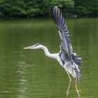 parc aux oiseaux - Villars les Dombes