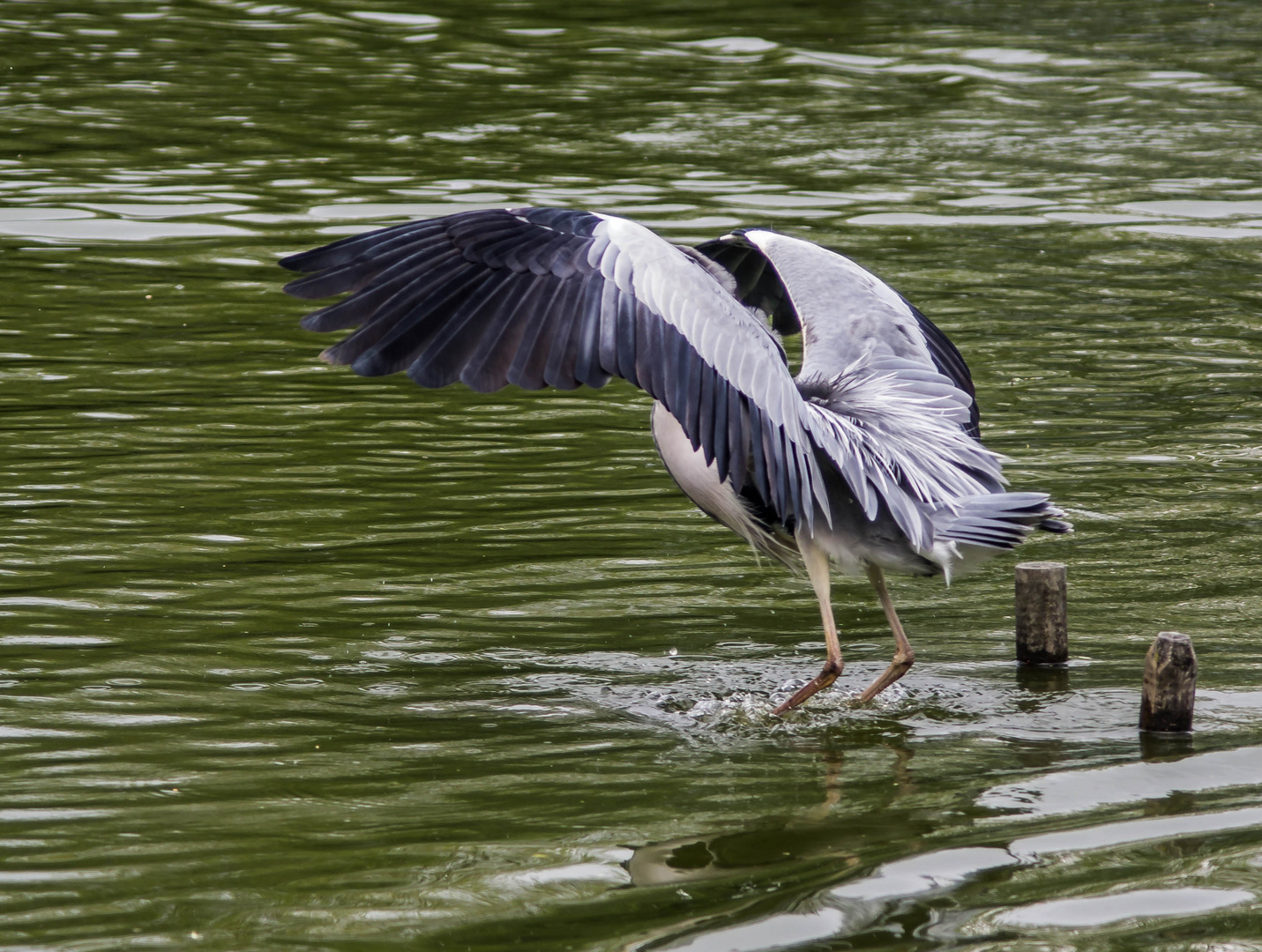 parc aux oiseaux - Villars les Dombes