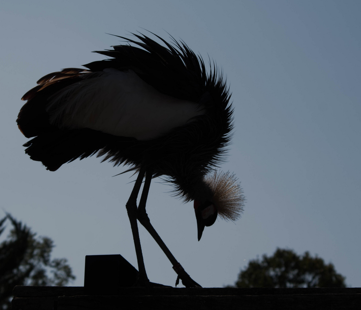 parc aux oiseaux Villars les Dombes