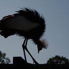 parc aux oiseaux Villars les Dombes