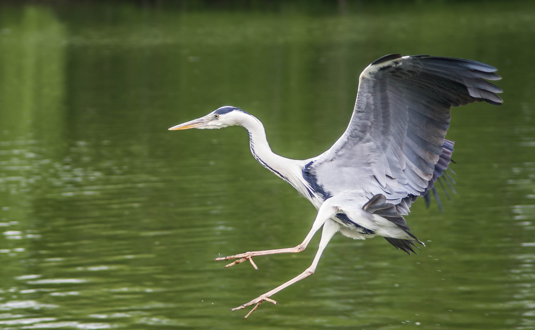 parc aux oiseaux - Villars les Dombes