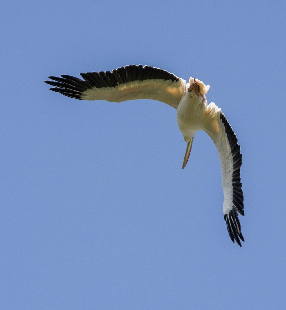 parc aux oiseaux Villars les Dombes