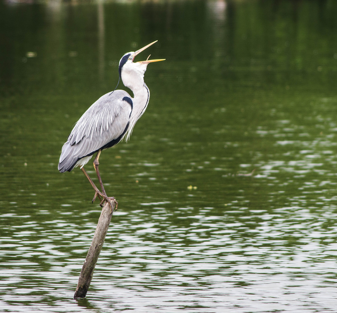 parc aux oiseaux - Villars les Dombes