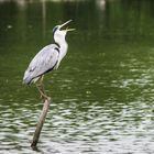 parc aux oiseaux - Villars les Dombes