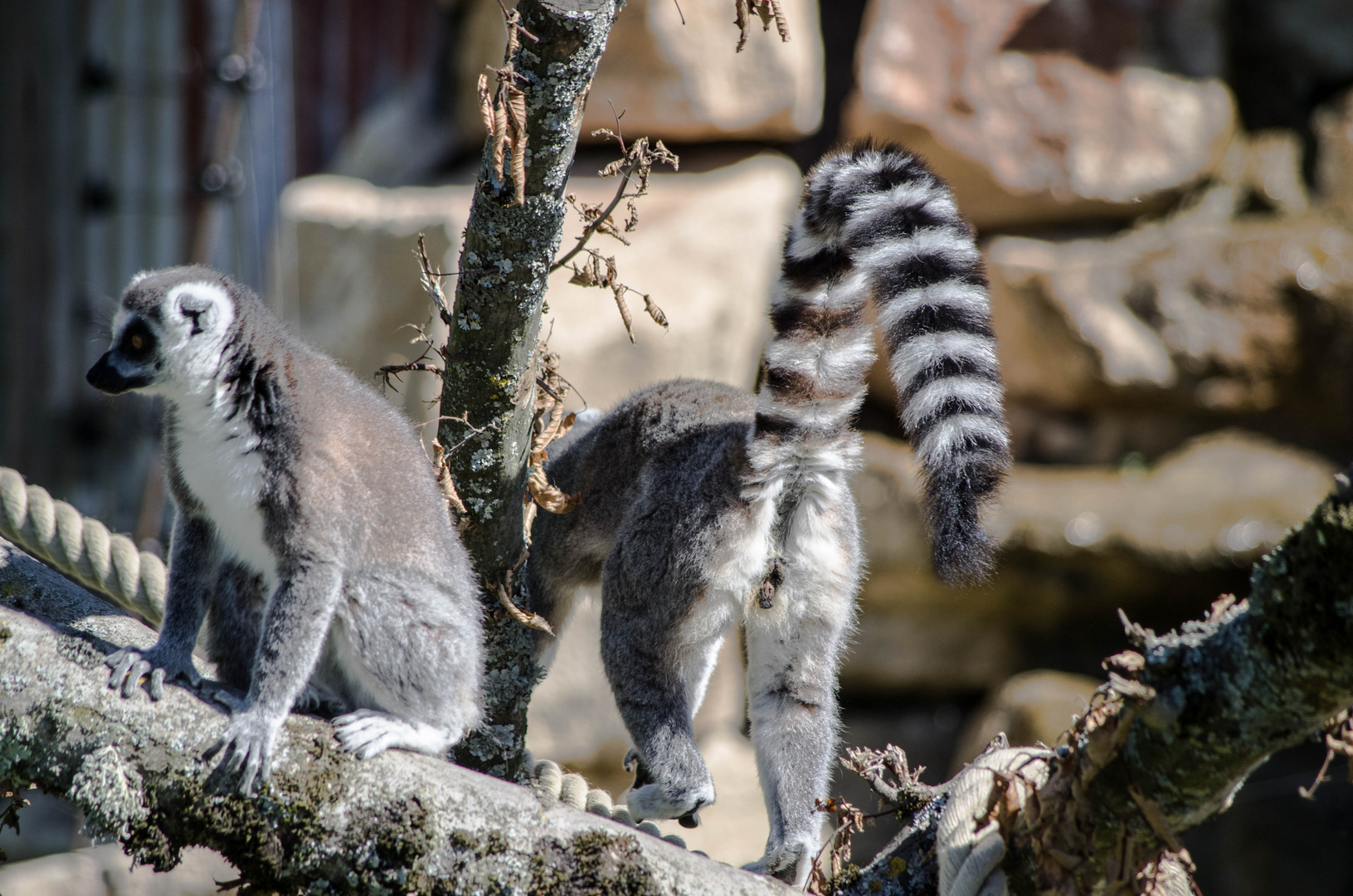 parc aux oiseaux - Villars les Dombes