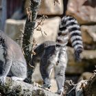 parc aux oiseaux - Villars les Dombes