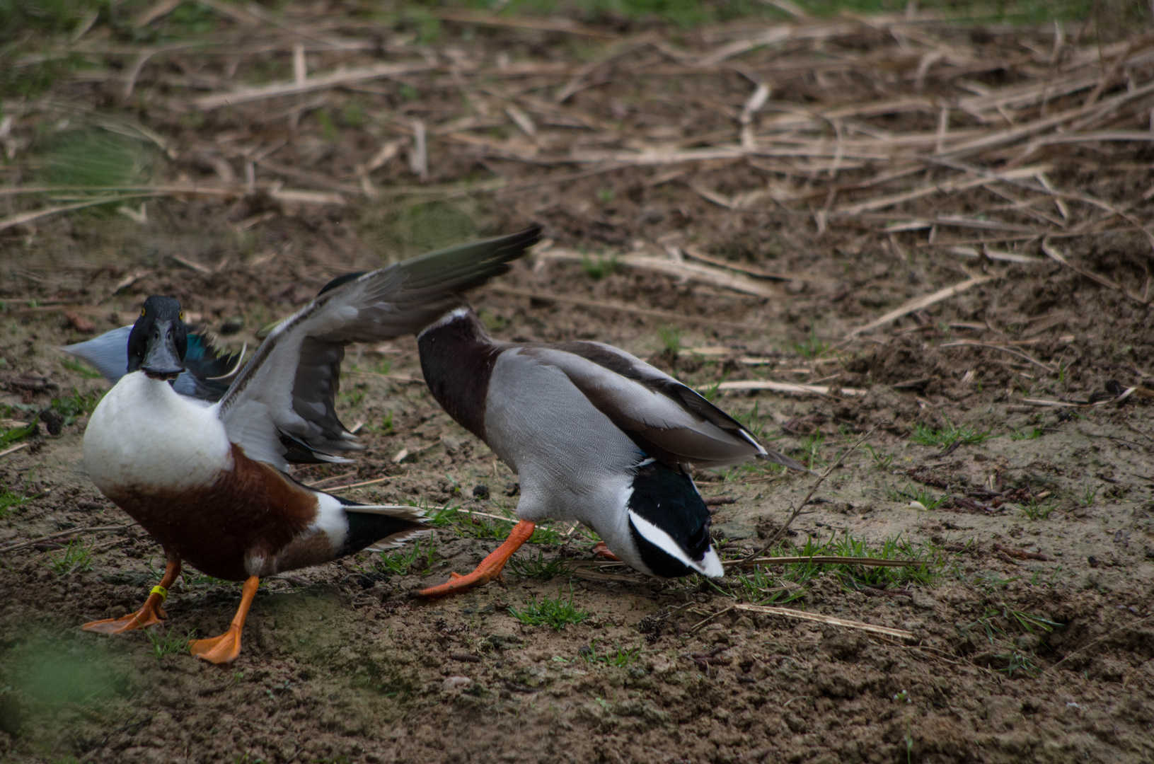 parc aux oiseaux Villars les Dombes