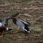 parc aux oiseaux Villars les Dombes